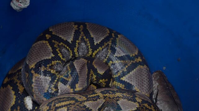 Python slithered inside and coiled up in a blue plastic barrel.