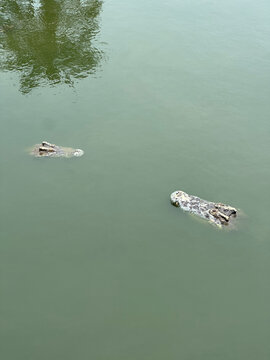 A dramatic close-up of two large crocodiles confronting each other in the water