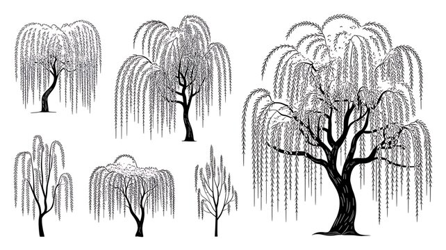 Vector set of weeping willow trees in elevation view for use in architectural drawings