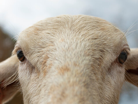 Close-up of a sheep staring into the camera