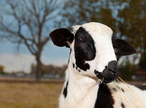 White Katahdin sheep with black spots that looks cool