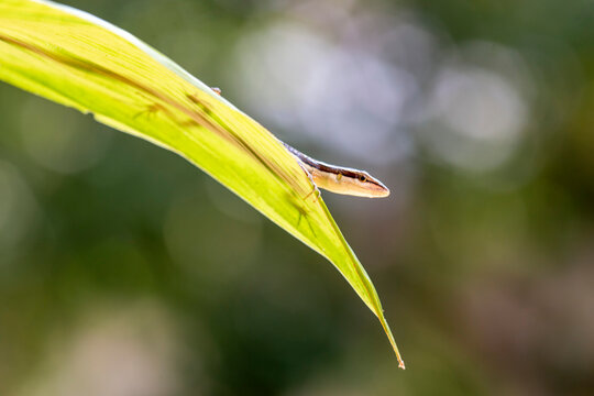 Grass Lizard on leaves of plants