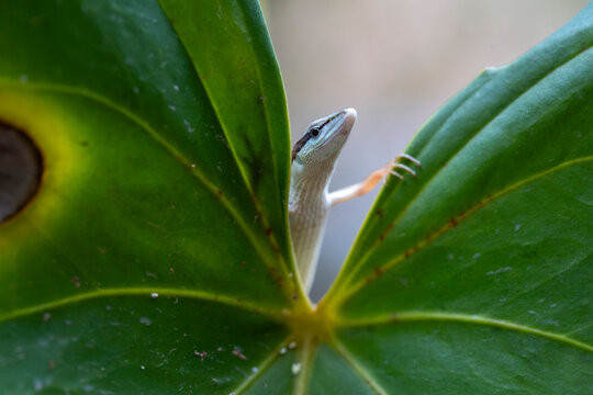 Grass Lizard on leaves of plants