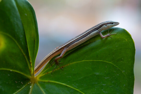 Grass Lizard on leaves of plants