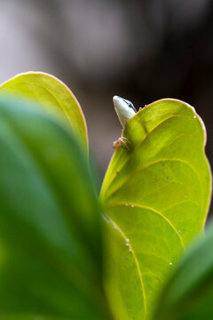 Grass Lizard on leaves of plants