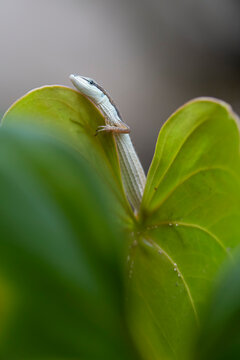 Grass Lizard on leaves of plants