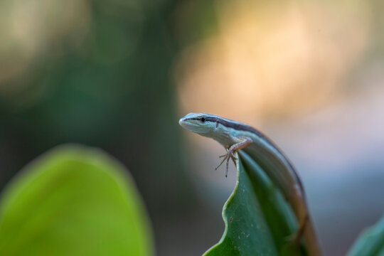 Grass Lizard on leaves of plants