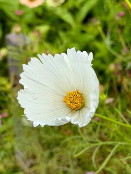 Cosmea