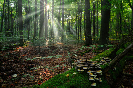 Sunny morning in the forest