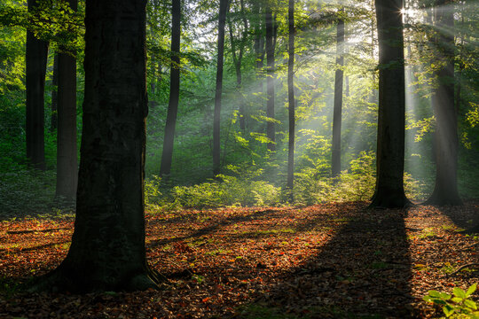 Sunny morning in the forest