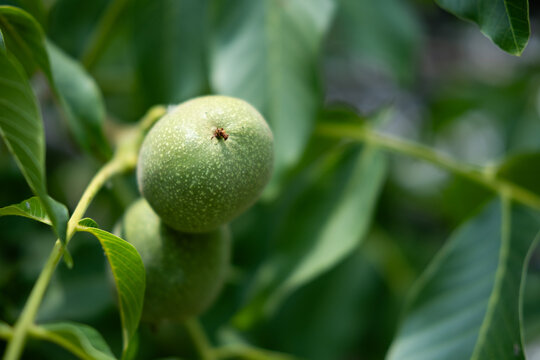 Green walnuts growing on a tree branch, showing natural fruit development and a bountiful harvest concept