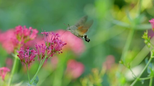 Hummingbird Hawk-Moth (Macroglossum stellatarum) Hovering and Feeding on Nectar