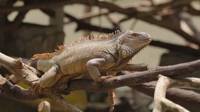 Green Iguana Resting Across Tree Branches in Side View