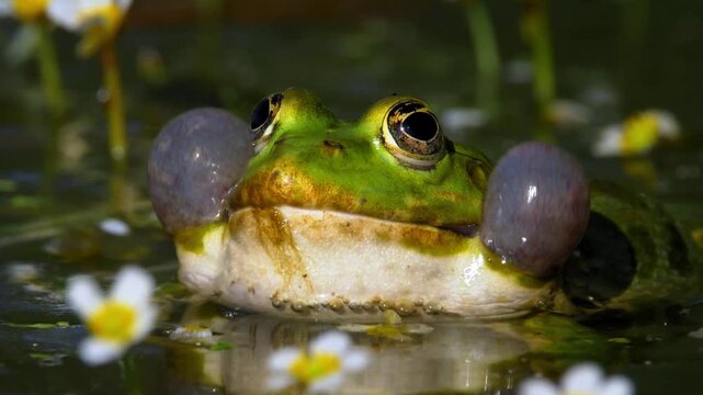 frog in the pond