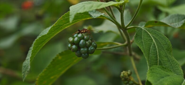 spider on a leaf