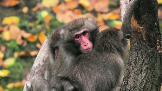 Japanese macaques huddling together closely for warmth.
