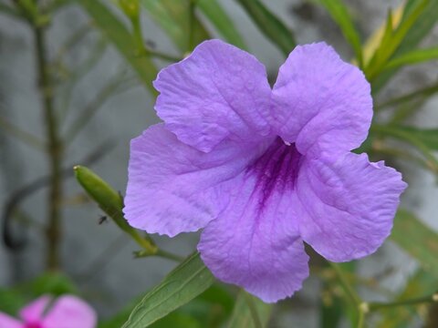 Soft Lavender Flower In Natural Garden Light
