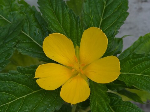 Bright Yellow Flower Against Lush Greenery