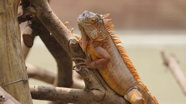 Orange Green Iguana Clinging to Tree Branch in Close View