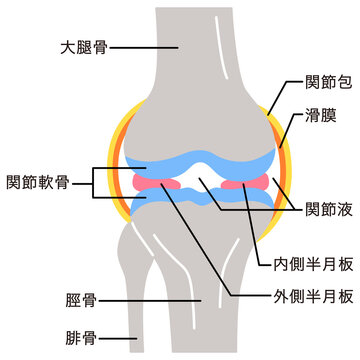 膝関節のしくみ　半月板　滑膜　変形性膝関節症