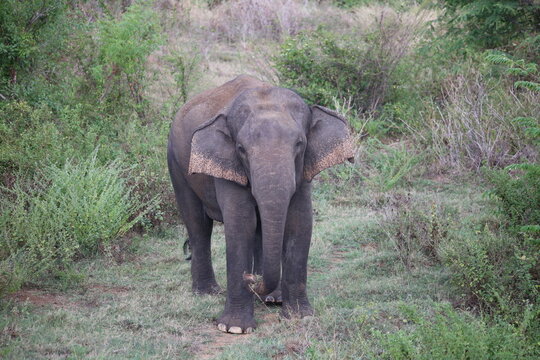 Elephant cools off in river water while splashing mud with its trunk during hot weather.