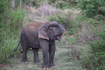 Obraz premium Elephant cools off in river water while splashing mud with its trunk during hot weather.