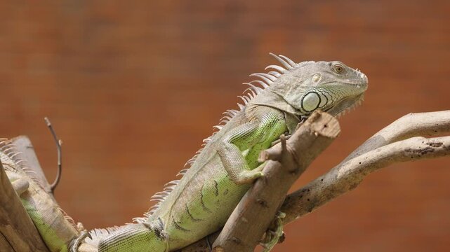 Green Iguana Resting on Branch with Dorsal Spines in Profile