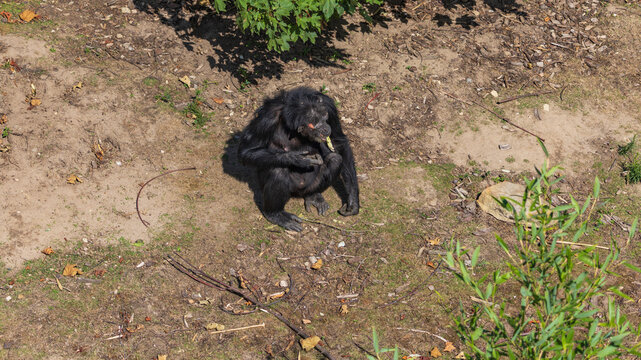 Chimpanzee Sitting on the Forest Floor Eating a Lettuce Leaf.