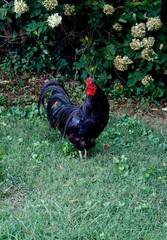 Black and red rooster posing proudly in grass © Loraine