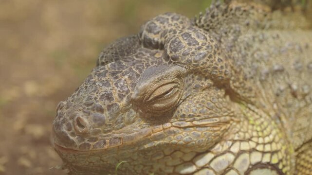 Green Iguana Eye and Scaly Face in Extreme Close Up