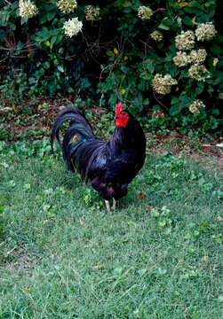 Black and red rooster posing proudly in grass