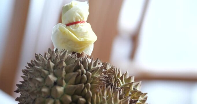 Close up of fresh durian stem wrapped with paper and rubber band