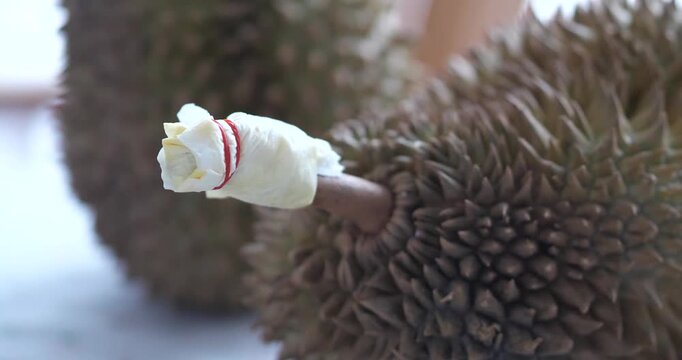Close up of fresh durian stem wrapped with paper and rubber band