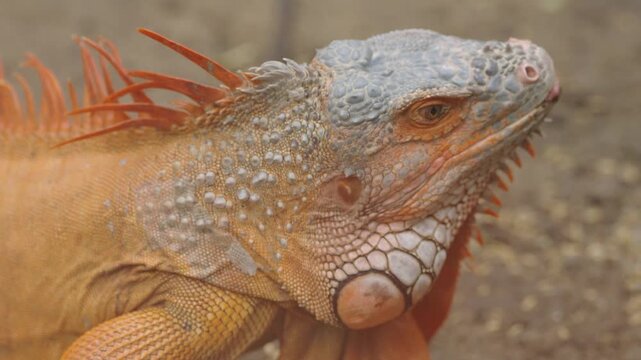 Orange Green Iguana Face and Spines in Detailed Close Up