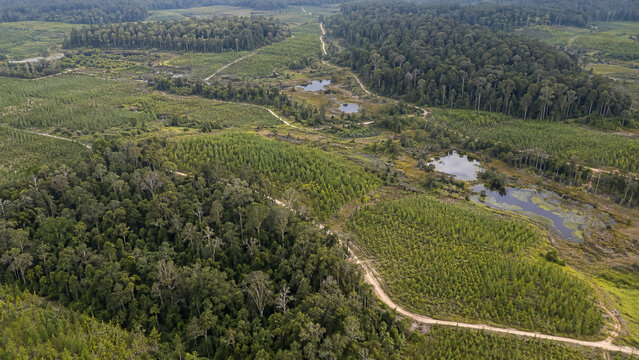 Aerial view of forest restoration planting areas dirt tracks and wetlands. Concept of reforestation, tree planting, ecology, environmental conservation.