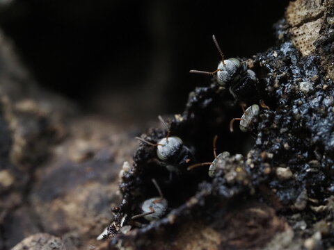 macro photograph of Indian stingless guard bees (Tetragonula iridipennis, Dammar bees) guarding the entrance tube of their hive in a tree cavity
