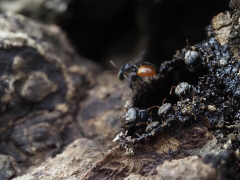 macro photography capturing a stingless bee (Tetragonula iridipennis) approaching and landing at the dark waxy nest opening guarded by fellow colony members