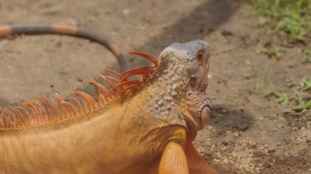 Orange Green Iguana Standing with Prominent Dorsal Spines