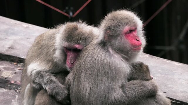 Two Japanese macaques sitting together close-up side view.