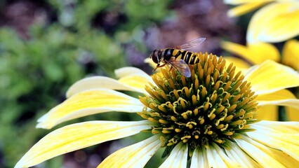 Hoverfly Pollinating a Bright Yellow Coneflower in a Summer Garden. © Mohamed