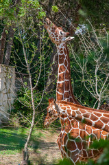 Giraffe at the Sigean Safari Park, France © Edurne