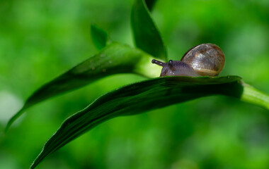 Small Snail on a Leaf in a Southern Chilean Garden © gustavo
