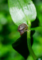 Small Snail on a Leaf in a Southern Chilean Garden © gustavo