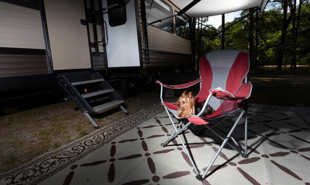 Small Yorkshire terrier waiting patiently on a camping chair