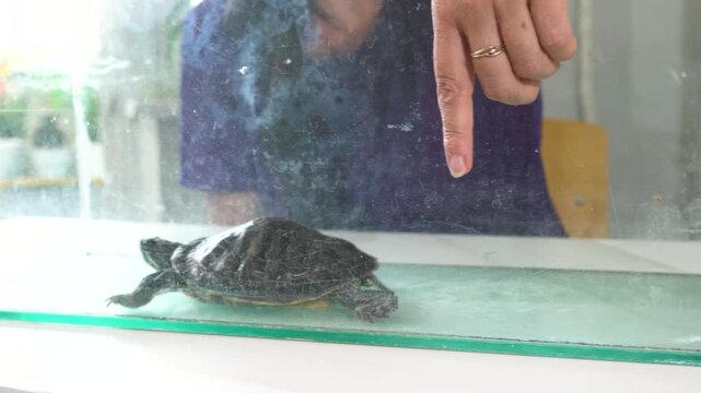 A person points at a turtle inside a clear glass tank. The setting is a home with light coming through. The afternoon sun creates a warm atmosphere as the turtle moves slowly.