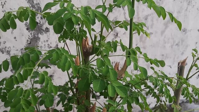 A video of a healthy moringa tree with lush green foliage swaying gently in the outdoor breeze. It is excellent for herbal medicine and as a vegetable.
