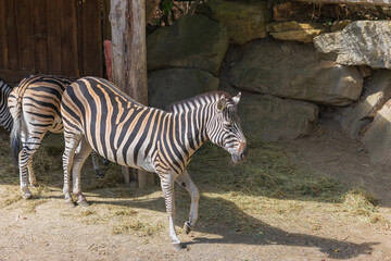 Group of Three Zebras in a Stable Enclosure © Anja