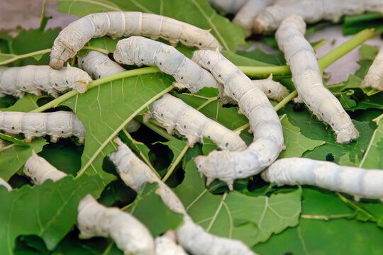 Silkworms crawling and feeding on fresh mulberry leaves in a close-up view, illustrating sericulture and silk production