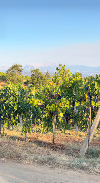 Vertical vineyard landscape with mountain backdrop in Mirdite