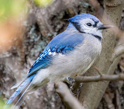 blue jay full bird portrait feather fine detail closeup